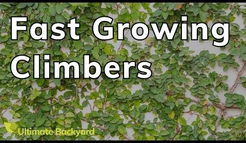 Transform Your Garden with Versatile Climbing Plants in Australia