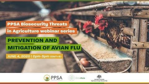 Poultry Farm in Victoria Hit by Avian Influenza Outbreak