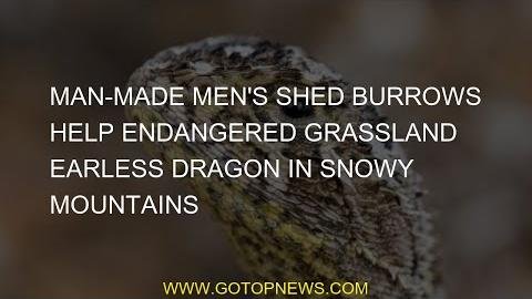 Cooma Men’s Shed Creates Artificial Burrows to Save Endangered Dragons